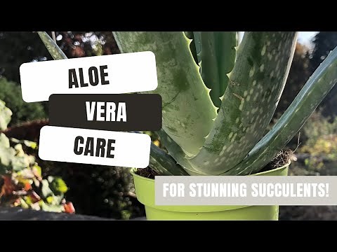 Everything You Need To Know About Caring For Aloe Vera