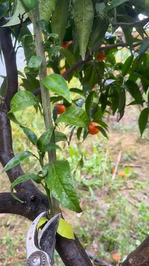 13K views · 1.7K reactions | pruning young mandarin shoots | Petrit Tahiri | Facebook