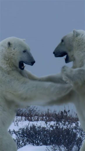 National Geographic Animals on Instagram: "It’s all love until someone throws a paw. Polar bears spar to test their limits and prepare for the real battles ahead. ❄️"