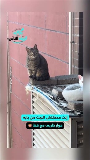 Funny conversation with a cat: Get lost, our bride doesn't want you 😂📷 #PeopleTrend