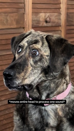 Gabby's Determination: A Day in the Life of a Rescue Dog