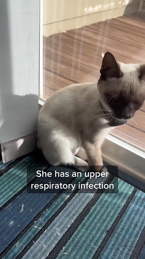 Dealing with a Sick Kitten: Cat Cold Remedies at Home