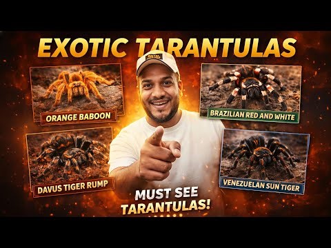 Are These the Most Exotic Tarantulas in the World? 😳🕷️ | Must-See Species | Karnataka Aquarium