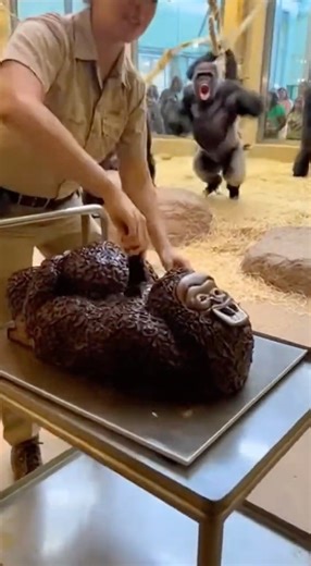 Zookeeper Regrets The Gorilla-Shaped Cake #gorilla #funny
