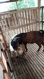 Let's chase | Vieri Jbs