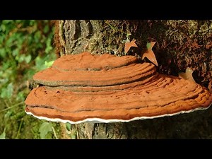 Ganoderma applanatum - Artist conk - Artist's Fungus
