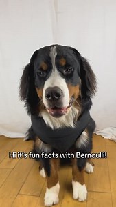 Bernoulli has the bear necessities | Bunsen Berner