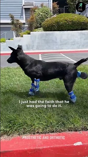 Dog Walks Again with Prosthetic Legs | Amazing Animal Prosthetics Transformation 🐶🦿