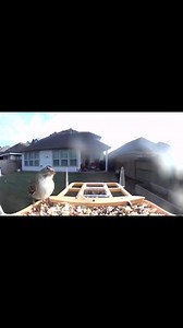 Good Morning #birdfeedercamera #houstontx #birds #housefinch #bird | Laura Rodriguez