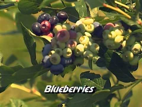 Fertilizing Trees and Shrubs