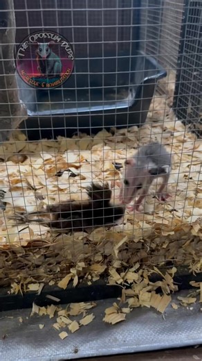 Opossums doing what opossums do 🖤 Enjoying/stashing away whole prey 🤣 This little girl arrived with her ear in this condition, it’s all healed up! People always think their opossums are too young/little for whole prey. Trust me they’re not! She will have no trouble eating her fill, this is what opossums were designed to do. Eat prey not veggies, whole prey is a nutritionally complete meal 😎 | The Opossum Dude - Rescue
