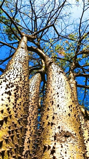 The ‘Dynamite Tree’ or sandbox tree features poisonous spikes and exploding fruit