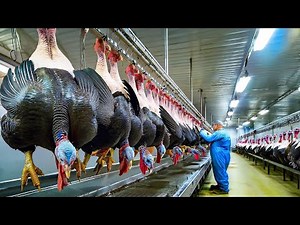 Farmer Raise Million Of Giant Turkeys Inside Farm - Modern Turkey Meat Slaughter & Processing Line