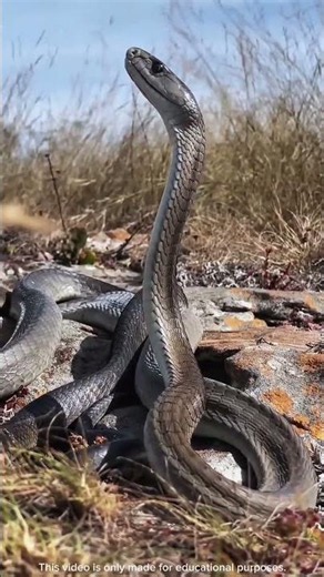 Black Mamba Isn't Actually Black! 😱 The Truth About the World's Deadliest Snake