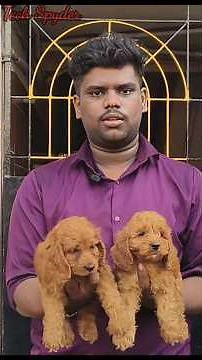 Cute Cockapoo & Shih Tzu Puppies 🐾❤️ | Full Price 🐕🐶