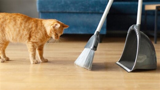 Πώς θα διατηρήσετε το σπίτι σας καθαρό αν έχετε κατοικίδιο