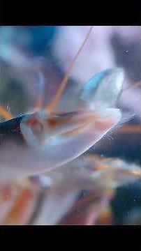 Have you ever seen a high-temperature sonic stun gun that can reach 4,427 degrees? #wildlife