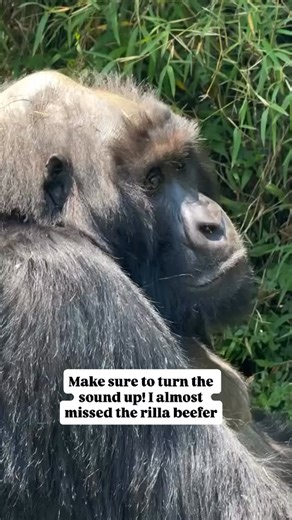 What Are the Best Colors for Gorilla Trekking? I once wore a white shirt on a gorilla trek—big mistake. Every insect found me first! Stick to earthy tones like khaki, brown, or green. They blend with the forest and keep bugs away. Bonus tip: go for UPF-rated shirts for sun protection. Plan your dream safari with our concierge team – the journey starts in our bio 📧 info@gorilla-trekking-safari.com | gorillapathfinders@gmail.com 🌍 gorilla-trekking-safari.com 📲 WhatsApp: 256771204207 | Chat | Je