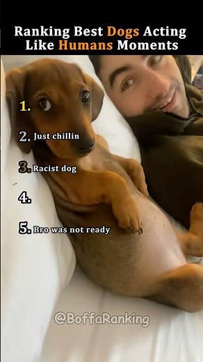 Ranking Best Dogs Acting Like Humans Moments