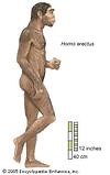 Homo Erectus