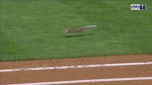 One last squirrel video for the evening...this time in slow motion! | FanDuel Sports Network North