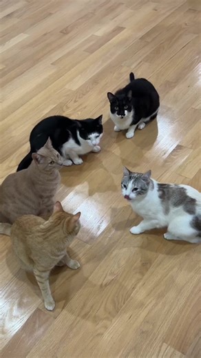 As a cat mom of six, managing feeding, cleaning, and scooping litter can take up most of my day 😔 That’s why @Litter-Robot has been such a game-changer! It automatically handles the litter for me, saving me tons of time so I can focus on my cats instead of the mess 😻 Say goodbye to scooping with Litter-Robot 4! 👋 #ad #thelitterrobot #litterbox #automaticlitterbox