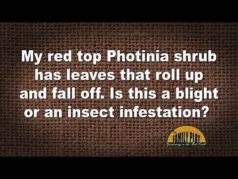 Q&A – My Photinia shrub has leaves rolling and falling off. What is it?