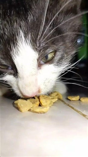 Miming makan dulu ya teman-teman🐾🐱
