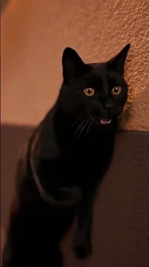 Smooth-talking black cat leaning on a wall, sassy close-up 😼