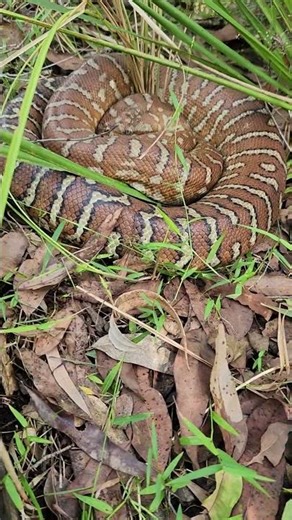 Bredli python near a creek