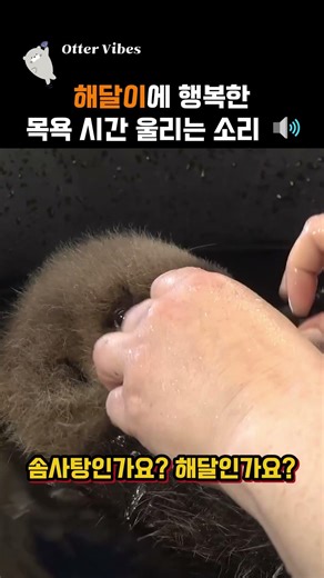 아기 해달 조이의 몽글몽글한 목욕 시간 #수달 #해달 #동물