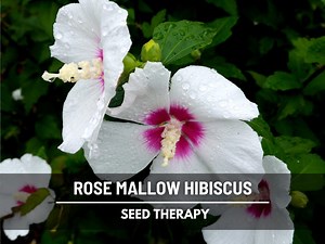 Rose Mallow Hibiscus Seeds (halberd-leaved) – Heirloom Flower, Unique Halberd Leaves & Showy Blooms, Garden Favorite | 25 Seeds - Etsy