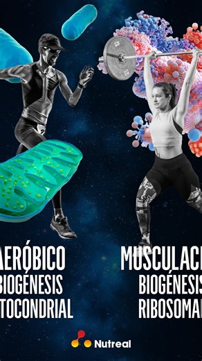 Diego Caceres on Instagram: "Biogénesis mitocondrial y Biogénesis ribosomal, dos tipos de señalización que requieren entendimiento, en muchos casos estrategias de alimentación, suplementación y de métodos de entrenamiento que pueden significar al paso del tiempo una gran diferencia en tu entorno de salud y longevidad funcional. MSc Diego Cáceres @nutreal_arg @nutreal.bahiablanca @nutreal.santafe @nutreal.cordoba @nutrealsanrafaelmendoza @nutrealtucuman @nutrealsalta @leandrofelippellinutricion"