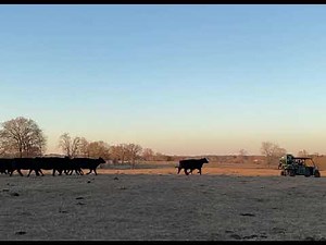 How to round up your cattle with the Lakeland UTV Easy Feeder