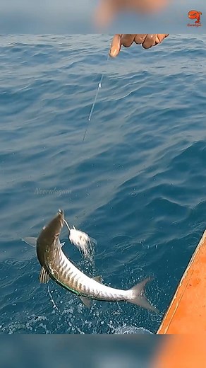 We Caught Barracuda Fish Using Squid as Bait #fblifestyle #fishing #fishingvideos | Neerulagam