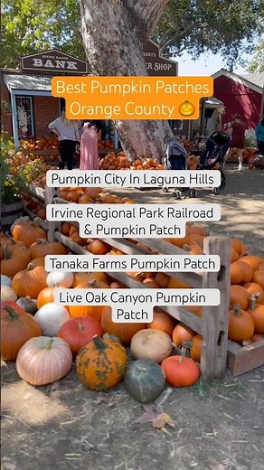 Best Pumpkin Patches in Orange County