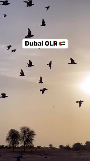 7.2K views · 134 reactions | Racing pigeons training at the Dubai One Loft Pigeon Race.  | Dubai One Loft Pigeon Race | Facebook