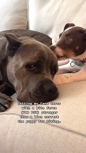 1.7K views · 25 reactions | I let my Cane Corso teach the little...