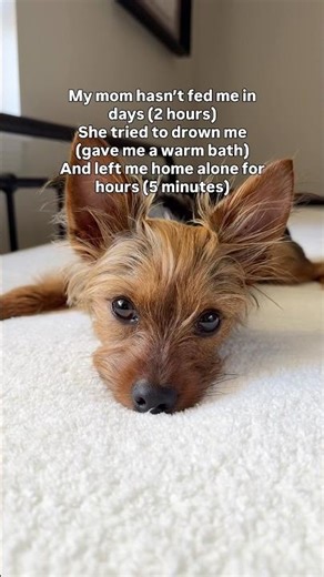 It’s a ruff life 🥲 #funnydogs #yorkie #dogshorts