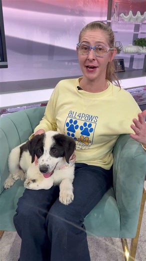 Happy Wednesday! Meet our Pet of the Week, Evie!