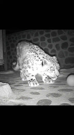 Night Vision Capture: Snow Leopard's Funny Reaction To Sound
