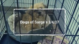 8.2K views · 128 reactions | Cold temperatures mean our dogs are getting very little outside time lately. Check out this video filmed and produced by Nikola Rubley, pick a favorite, and come play in one of our yards with your newfound buddy. Who knows? Maybe you'll meet a pup you can't live without. <3 | Sarge's Animal Rescue Foundation, Inc. | Facebook