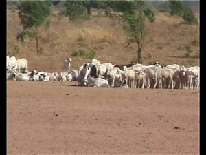 Youthful Population case study - IGCSE Geography | Teaching Resources