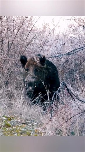 Huge Wild Boar Emerges From Dense Forest | Rare Wildlife Moment #wildboar #wildlife #wildanimals