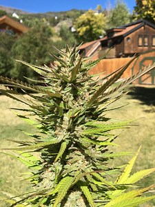 Critical Sensi Star | Marijuana Strain Reviews