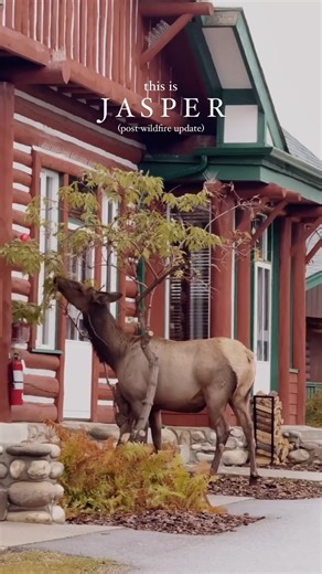 "WHAT TO DO IN JASPER - POST WILDFIRE TRAVEL🌲👇🏼 (save for later) 'Is it still worth a trip after the wildfires?' was the most common question I received after our recent Jasper trip, and my answer is YES! There’s still so much to do, many serene spots to visit & lots of wildlife especially as it’s quieter. As recovery efforts continue, more will open up as well. Jasper is welcoming tourism & I encourage you to visit in a responsible & respectful way & support this mountain town. Here are my t