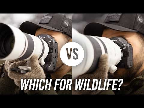 Which of These Canon Cameras is Better for Wildlife?
