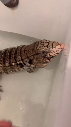 Smart Tegu Lizard Care Guide | Exotic Reptile Enrichment Tips