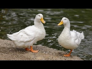 Why Raising Ducks is Better Than Raising Chickens? 10 Surprising Benefits| Smart Agri Agri Hub