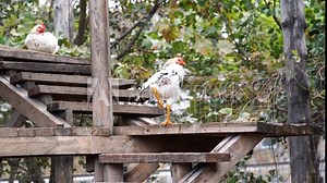 A chicken extends its leg sitting on its house
